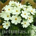 Космея Sonata White - 10 шт 10726 - фото 765
