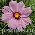 Космея Casanova Pink - 10 шт 10727 - фото 766