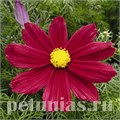 Космея Casanova Red - 10 шт 10728 - фото 767