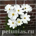 Космея Casanova White - 10 шт 10730 - фото 769