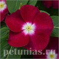 Катарантус Mediterranean XP Burgundy Hallo - 5 шт 10667 - фото 776