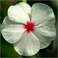 Катарантус Mediterranean Polka Dot - 5 шт 10670 - фото 779