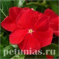 Катарантус Mediterranean Red - 5 шт 10671 - фото 780