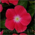 Катарантус Mediterranean XP Rose Hallo - 5 шт 10672 - фото 781