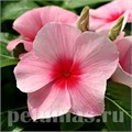 Катарантус Mediterranean XP Strawberry - 5 шт 10673 - фото 782