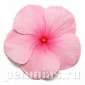 Катарантус Pacifica XP Blush - 10 шт 10675 - фото 784