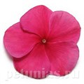 Катарантус Pacifica XP Burgundy - 10 шт 10676 - фото 785