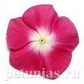Катарантус Pacifica XP Burgundy Halo - 10 шт 10677 - фото 786