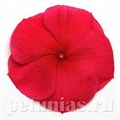 Катарантус Pacifica XP Dark Red - 10 шт 10679 - фото 788