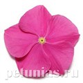 Катарантус Pacifica XP Deep Orchid - 10 шт 10680 - фото 789