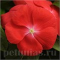 Катарантус Pacifica XP Orange - 10 шт 10681 - фото 790