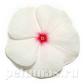 Катарантус Pacifica XP Polka Dot - 10 шт 10682 - фото 791