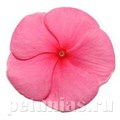Катарантус Pacifica XP Punch - 10 шт 10683 - фото 792