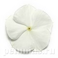 Катарантус Pacifica XP White - 10 шт 10684 - фото 793