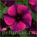 Катарантус Tattoo Black Cherry - 5 шт 10685 - фото 794