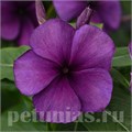 Катарантус Tattoo Blueberry - 5 шт 10686 - фото 795