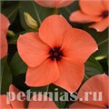 Катарантус Tattoo Orange - 5 шт 10687 - фото 796