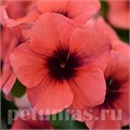 Катарантус Tattoo Papaya - 5 шт 10688 - фото 797
