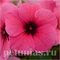 Катарантус Tattoo Raspberry - 5 шт 10689 - фото 798