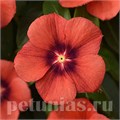 Катарантус Tattoo Tangerine - 5 шт 10690 - фото 799