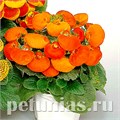 Кальцеолярия Dainti Bronze - 5 шт 10647 - фото 800