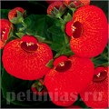 Кальцеолярия Dainti Red - 5 шт 10648 - фото 801