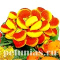 Кальцеолярия Dainti Red and Yellow - 5 шт 10649 - фото 802