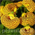 Кальцеолярия Dainti Yellow with Spots - 5 шт 10650 - фото 803