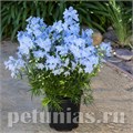 Дельфиниум Hunky Dory Sky Blue - 5 шт 10618 - фото 806