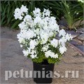 Дельфиниум Hunky Dory White - 5 шт 10619 - фото 807