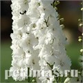 Дельфиниум Guardian White - 3 шт 10622 - фото 810