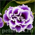Глоксиния Brocade Blue and White - 5 шт 10602 - фото 812