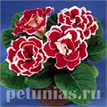 Глоксиния Brocade Red and White - 5 шт 10603 - фото 813