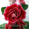 Глоксиния Brocade Red (Scarlet) - 5 шт 10604 - фото 814