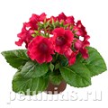 Глоксиния MultiBells Cherry - 5 шт 10605 - фото 815