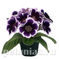 Глоксиния Empress Blue Picotee - 5 шт 10607 - фото 817