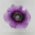 Глоксиния Empress Lavender Bicolor - 5 шт 10608 - фото 818