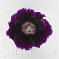 Глоксиния Empress Purple - 5 шт 10610 - фото 820