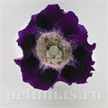 Глоксиния Empress Purple Spotted Throat - 5 шт 10611 - фото 821