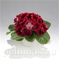 Глоксиния Empress Red - 5 шт 10612 - фото 822