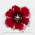 Глоксиния Empress Red Picotee - 5 шт 10613 - фото 823