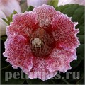 Глоксиния Empress Red Spotted - 5 шт 10614 - фото 824