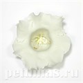 Глоксиния Empress White - 5 шт 10615 - фото 825