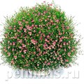 Гипсофила стенная Gypsy Deep Rose - 3 шт 10601 - фото 828