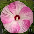 Гибискус Luna Pink Swirl - 3 шт 10594 - фото 830