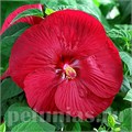 Гибискус Luna Red - 3 шт 10595 - фото 831
