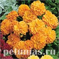 Георгина Figaro Orange Shades - 10 шт 10589 - фото 834