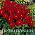 Георгина Figaro Red Shades - 10 шт 10590 - фото 835