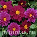 Георгина Figaro Violet Shades - 10 шт 10591 - фото 836