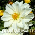 Георгина Figaro White - 10 шт 10592 - фото 837